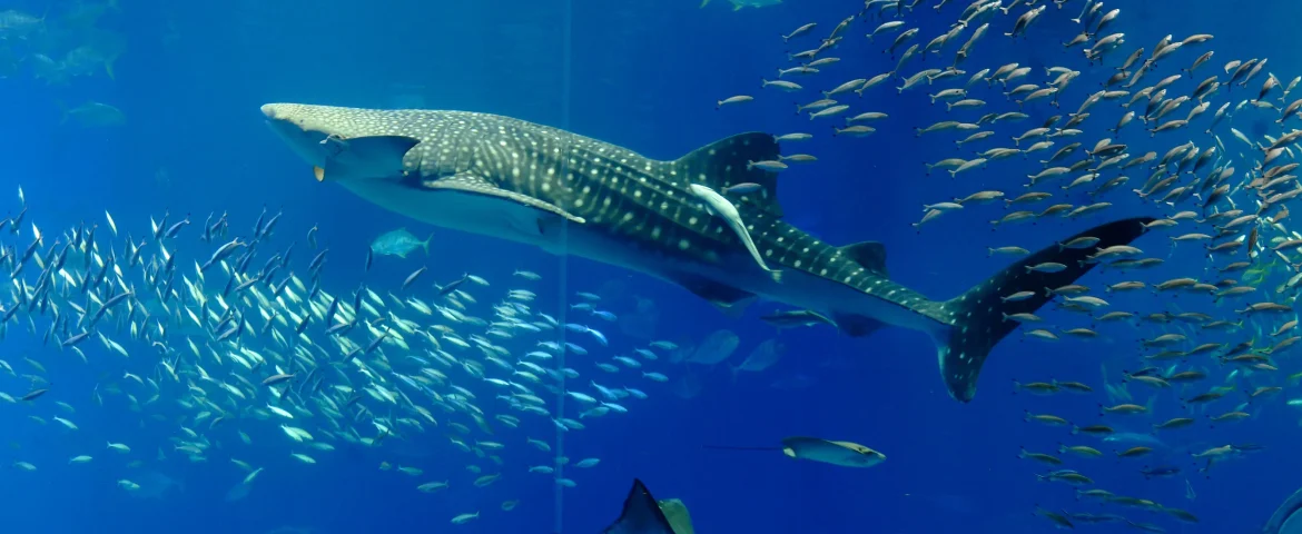 Swim with Whale Sharks in Ningaloo Reef