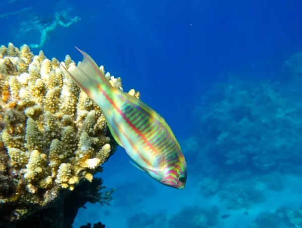 Great Barrier Reef Snorkeling Class