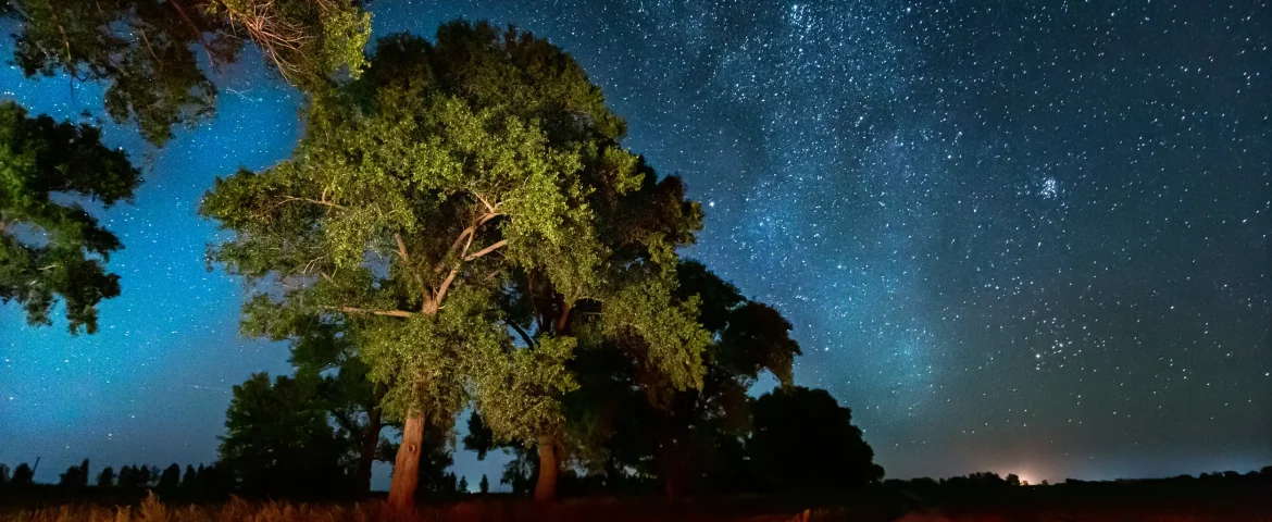 Join a Night Vision Wildlife Spotting tour in Byron Bay