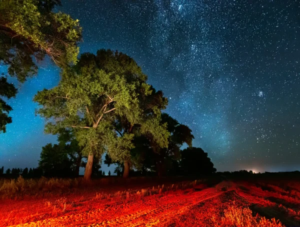 Join a Night Vision Wildlife Spotting tour in Byron Bay