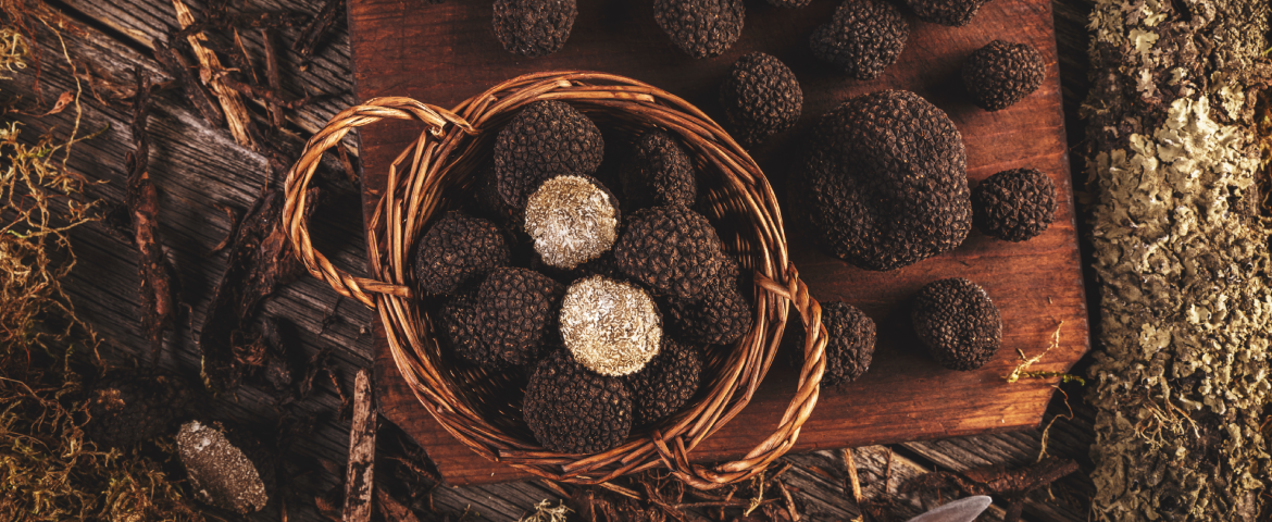 Truffle Hunting in the Margaret River Region